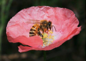 Medonosna čebela – najbolj znana opraševalka